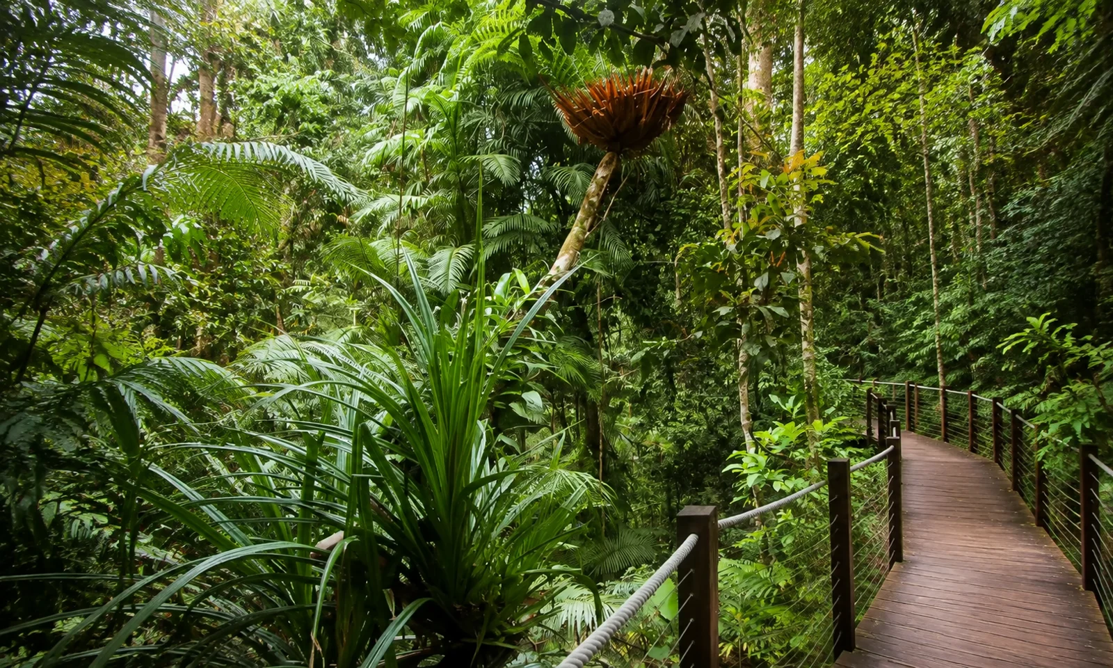Rooted in Care: Why Wild Wellness Supports Rainforest Rescue